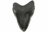 Black, Fossil Megalodon Tooth - South Carolina #86058-2